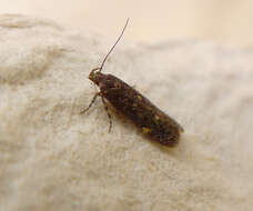 صورة Bryotropha affinis Haworth 1828