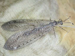 Image of Neuropterida