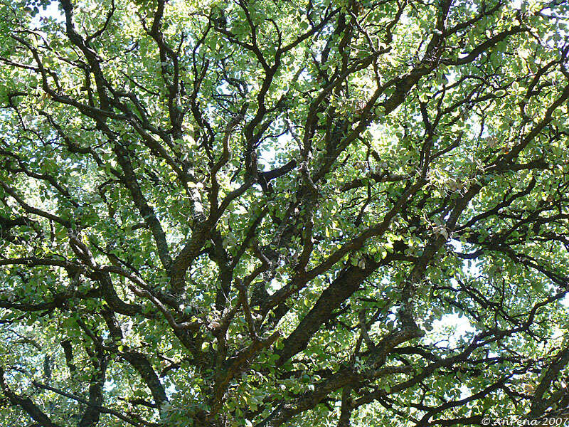 Image of Cork Oak