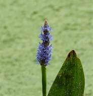 Image of pickerelweed