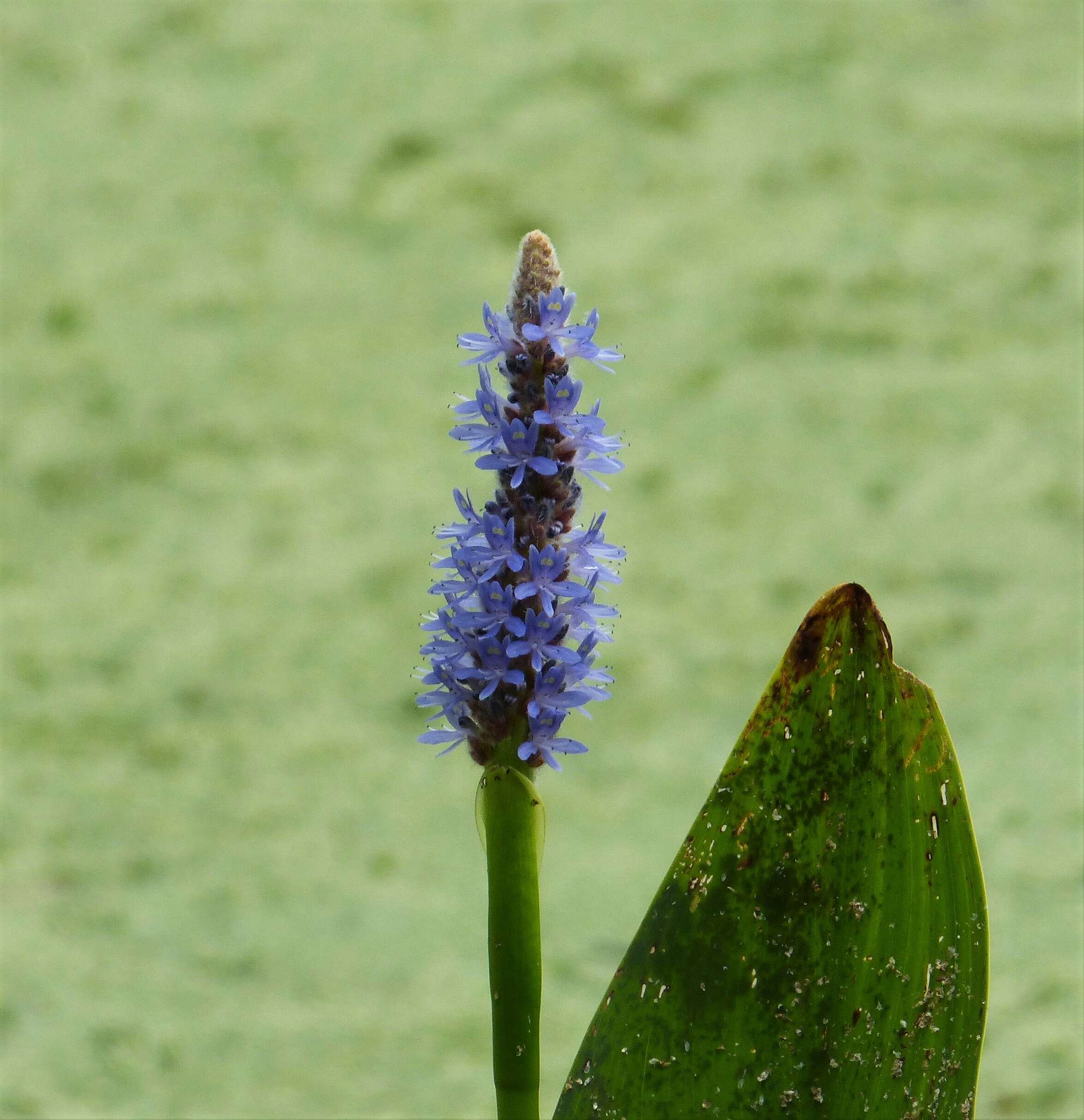 Image of pickerelweed