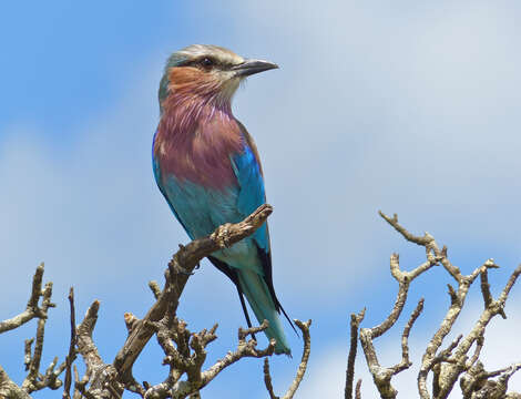 Image of Lilac-breasted Roller