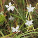 Image de Dianthus serotinus Waldst. & Kit.