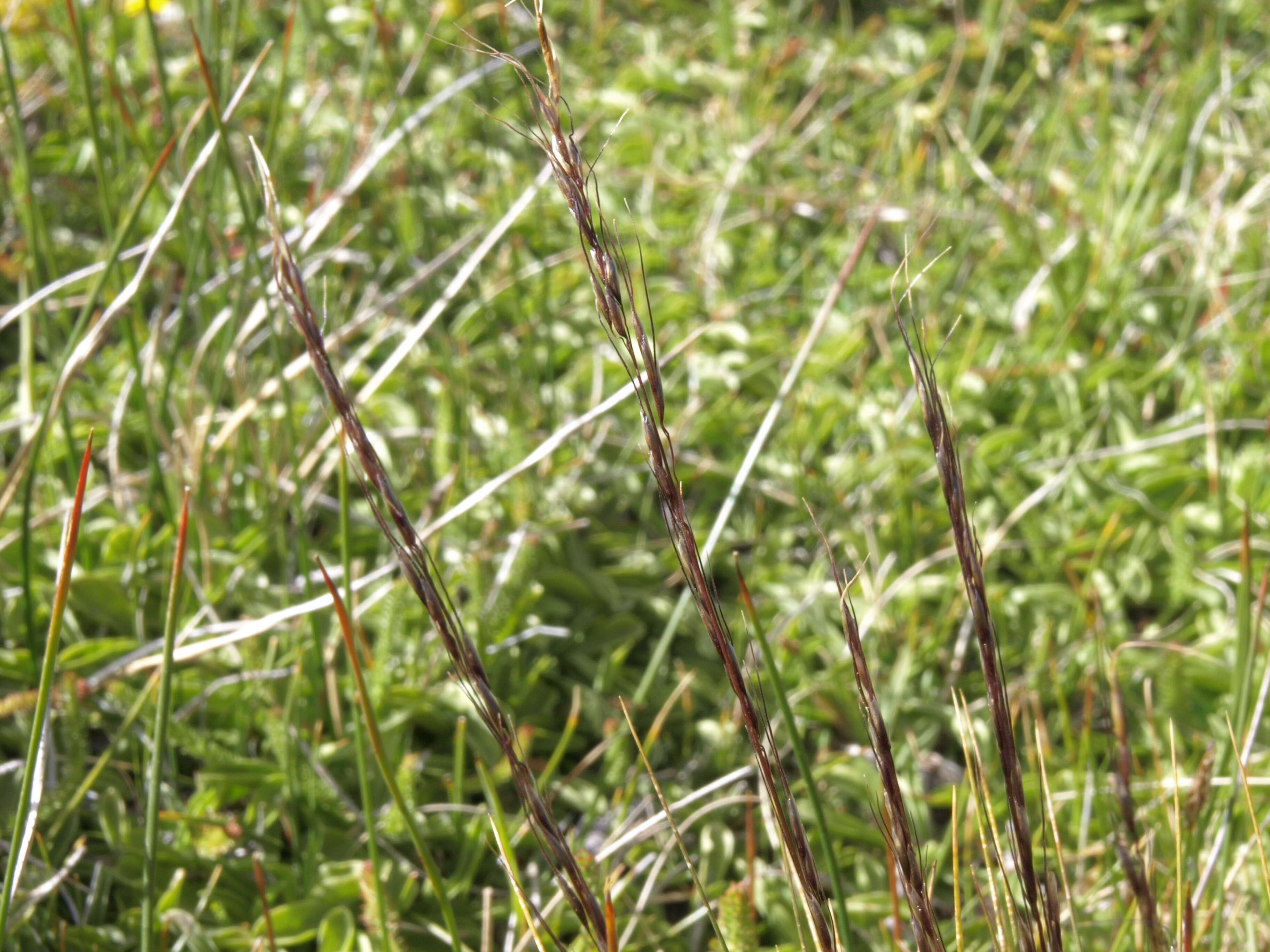 Image of false needlegrass