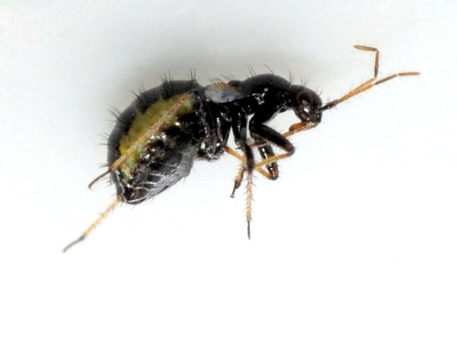 Image of Setocoris