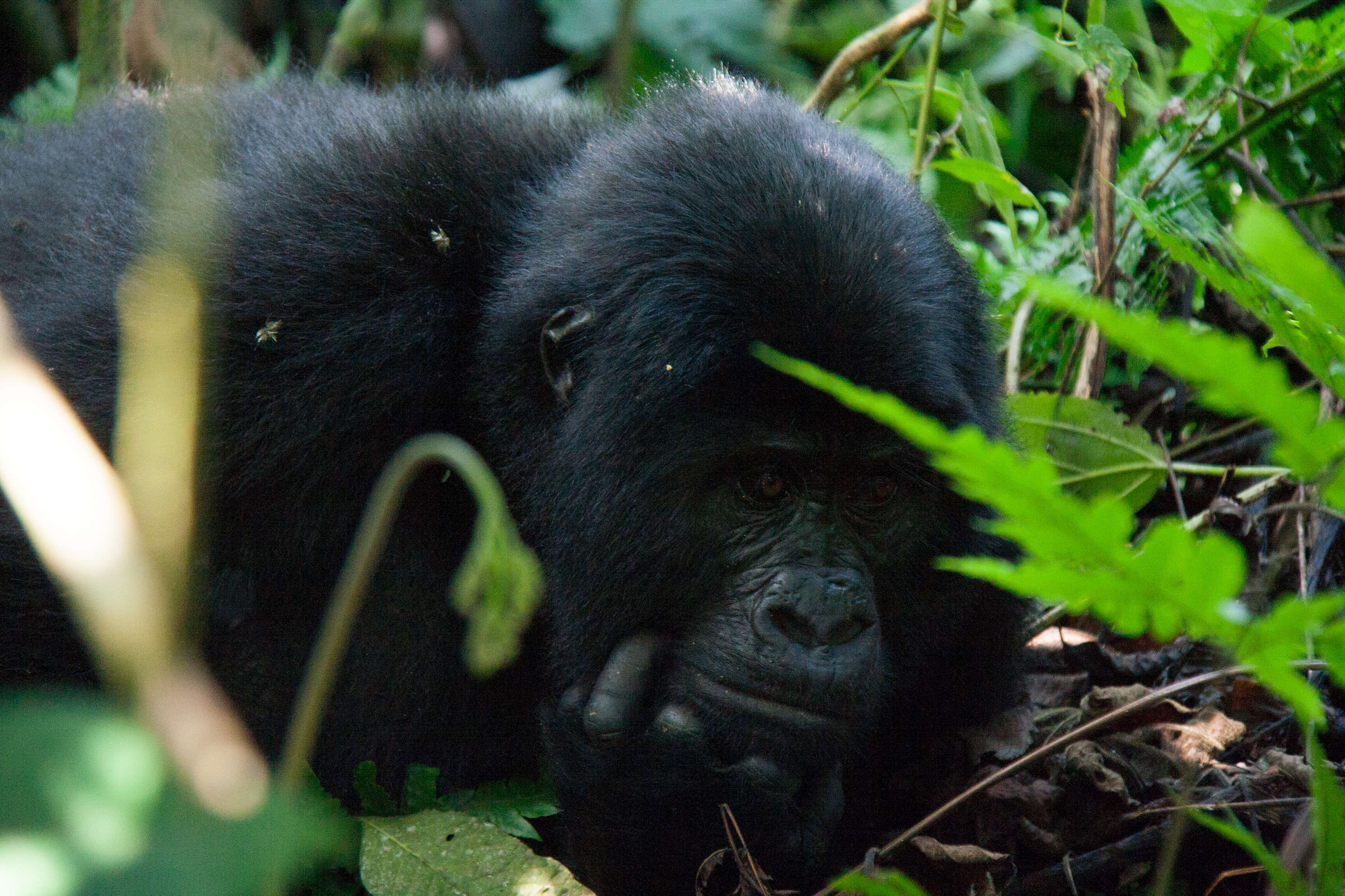 Image of Mountain Gorilla