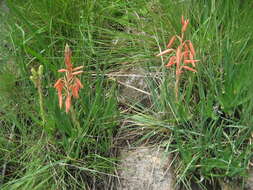 Image de Aloe rhodesiana Rendle