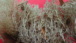 Image of Cladonia confusa R. Sant.