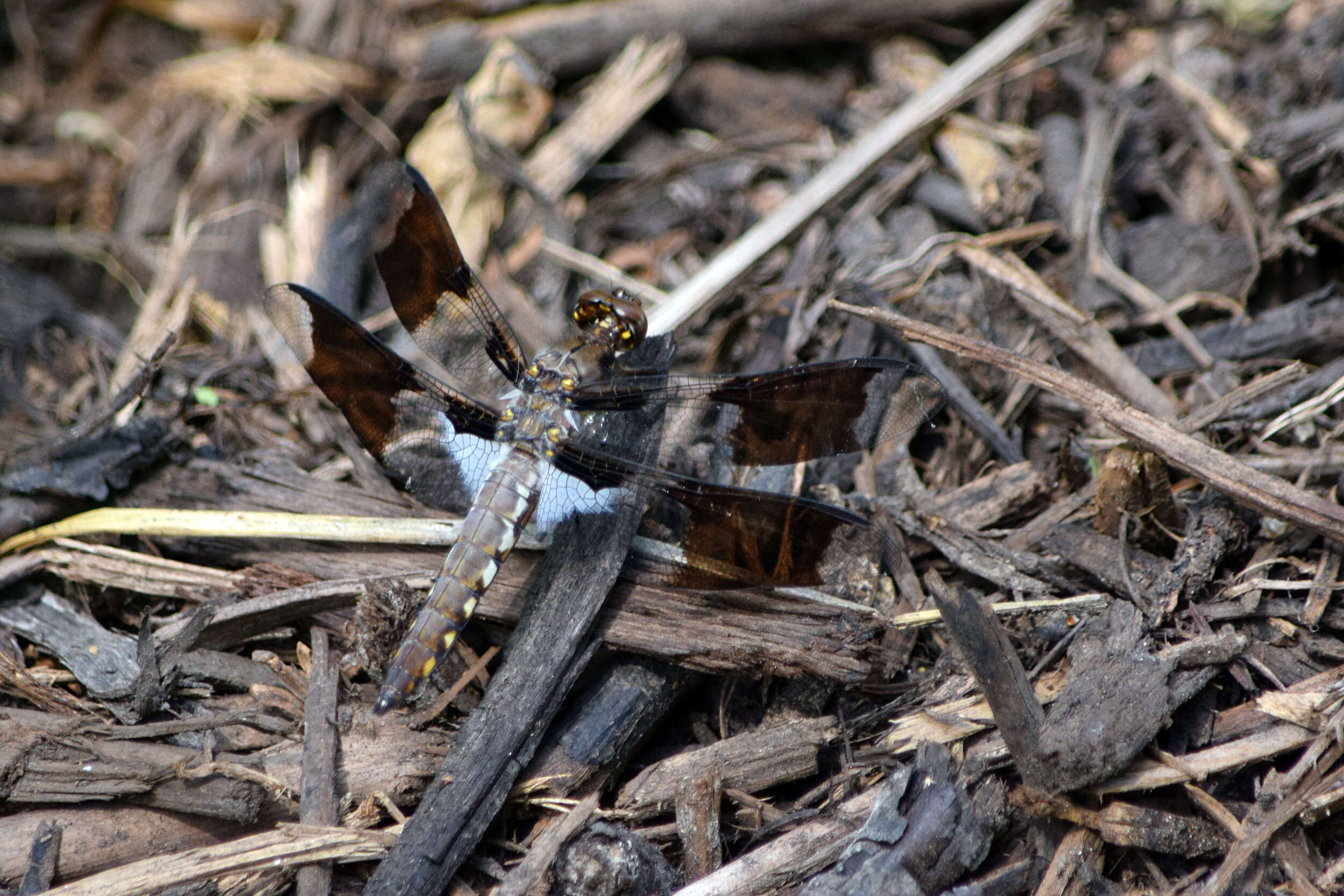 Image of Plathemis lydia