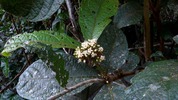 Image of Cordia nodosa Lam.