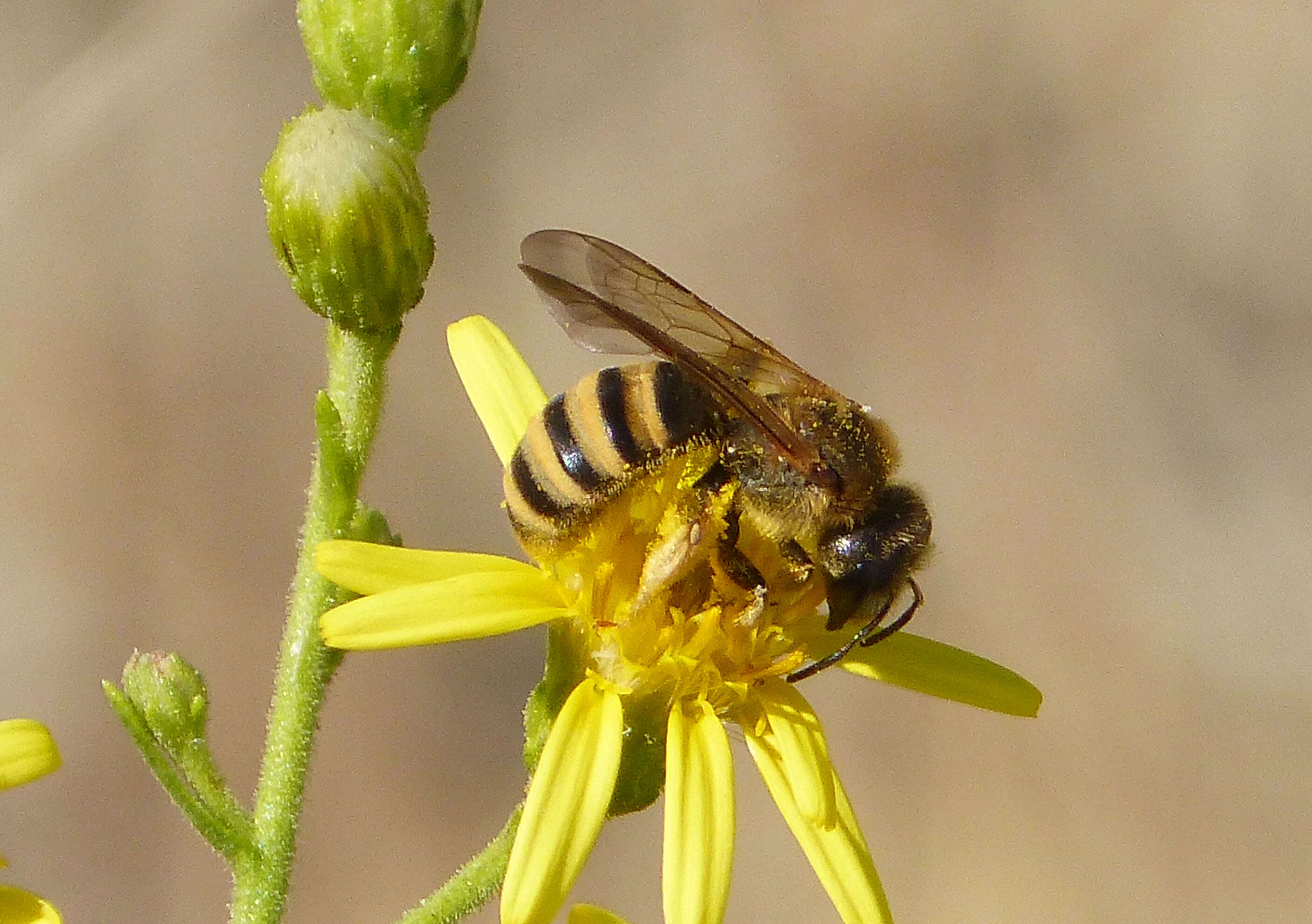 Halictus scabiosae (Rossi 1790)的圖片