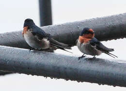 Imagem de Hirundo neoxena Gould 1842