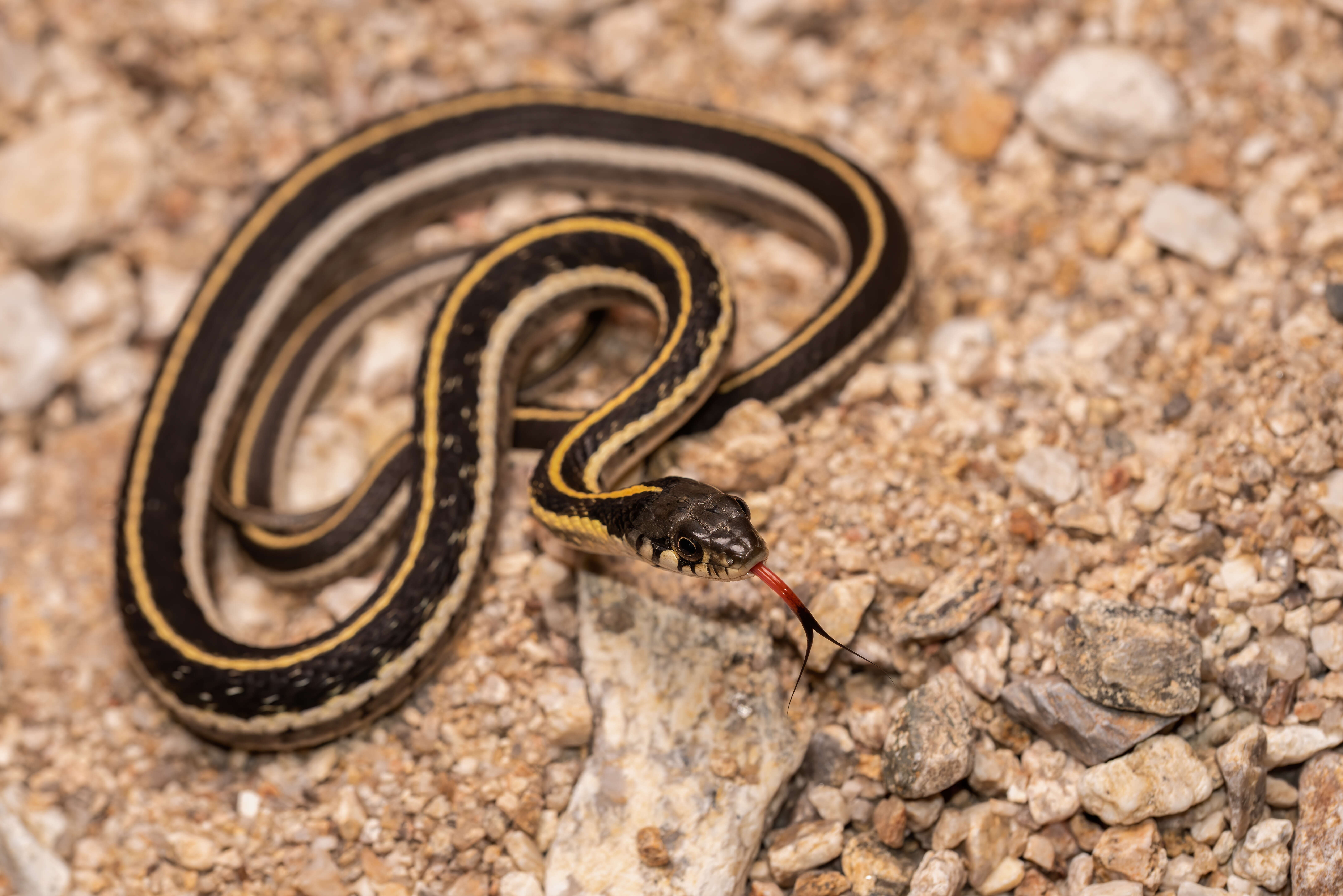 Image of Blackneck Garter Snake