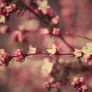 Image of Boronia anemonifolia subsp. anemonifolia