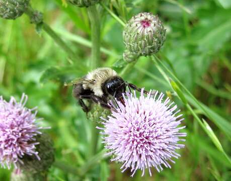 Image of Common Eastern Bumblebee