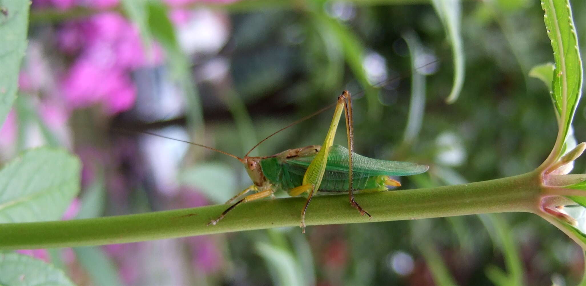 Image of Greater Meadow Katydids