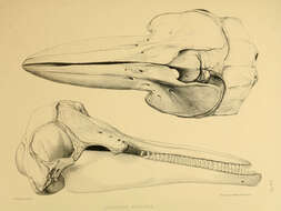 Image of Cephalorhynchus Gray 1846