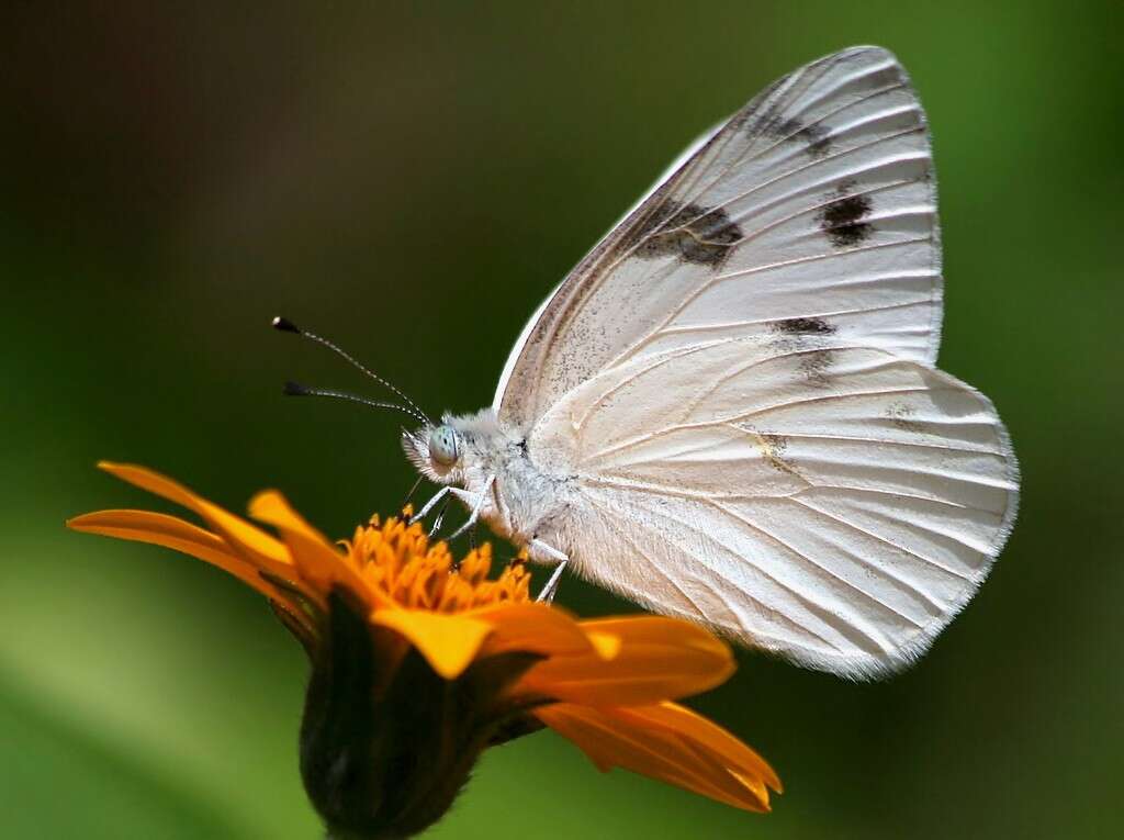 Image of Checkered Whites