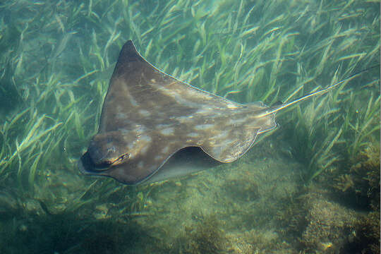 Image of Myliobatis