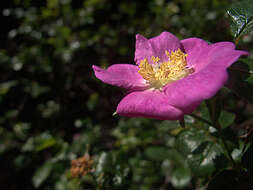 Image of cluster rose