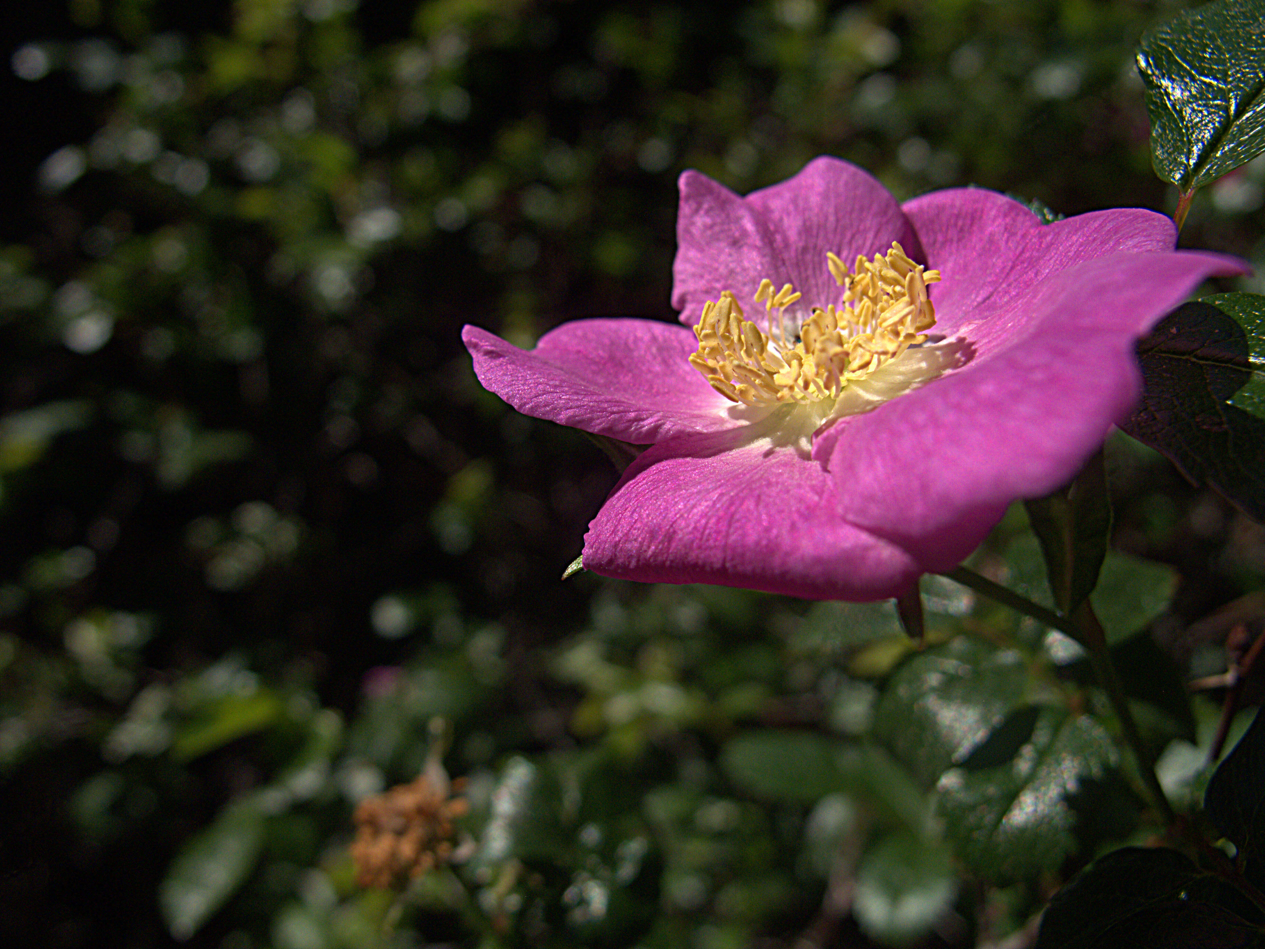 Image of cluster rose