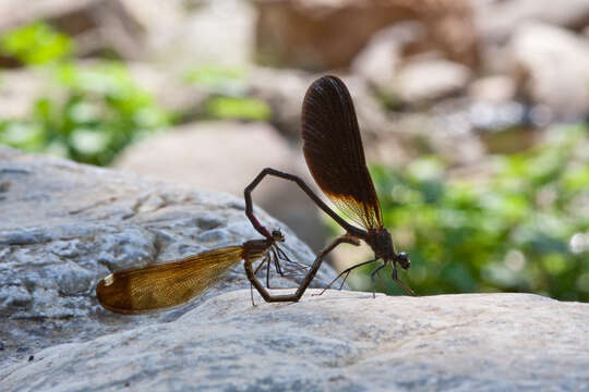 Image of Jewelwings