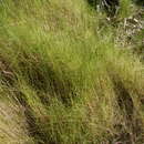 Sivun Sporobolus virginicus (L.) Kunth kuva