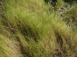 Image of dropseed