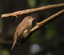 Image of Pewee