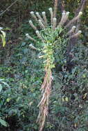 Image of Lobelia nicotianifolia Roth