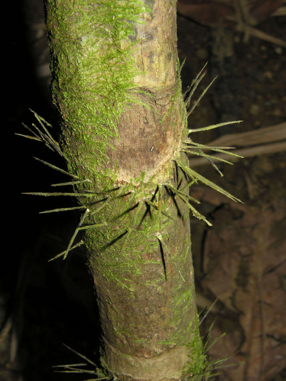Image of bactris palm