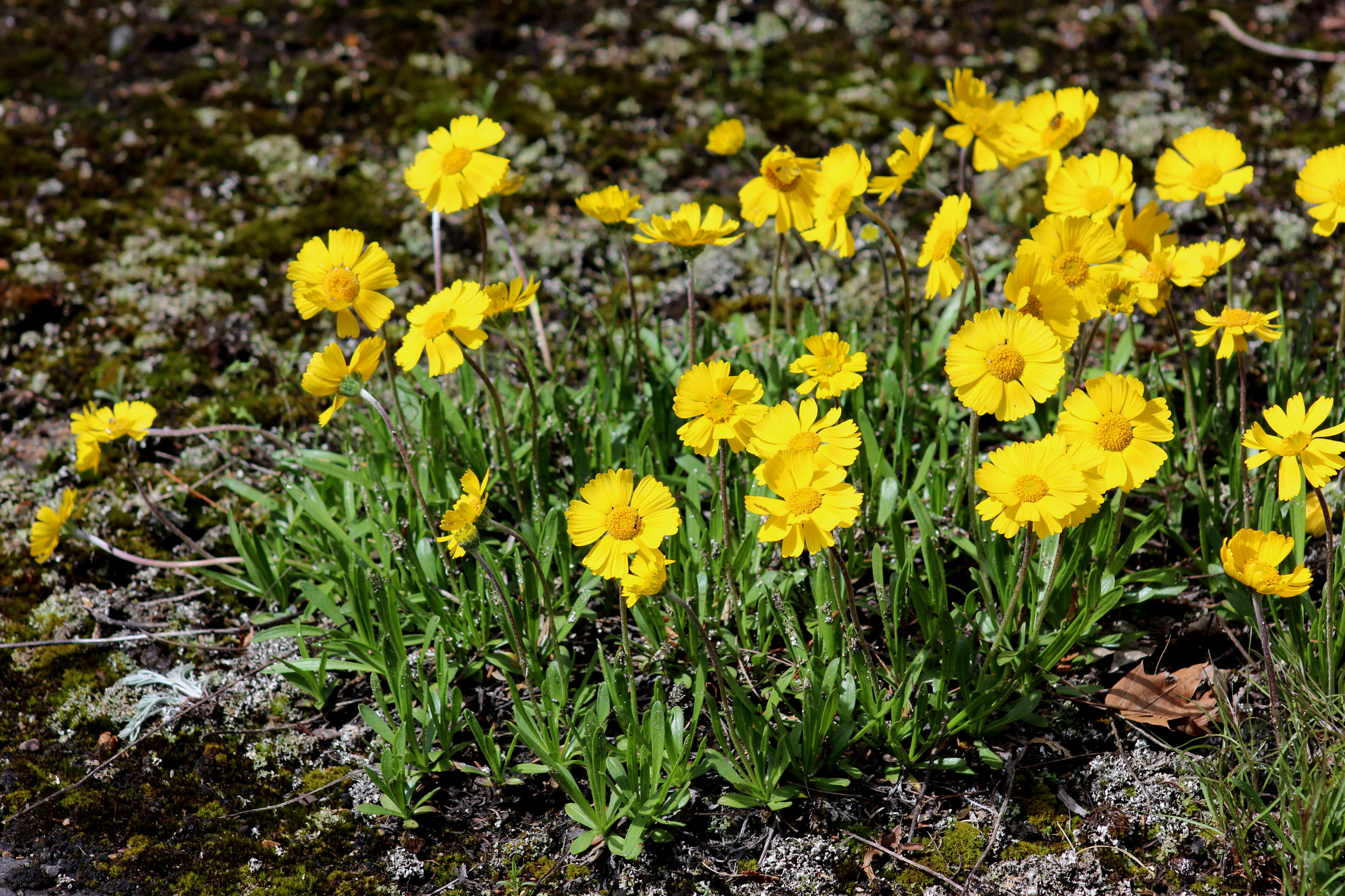 Sivun Tetraneuris herbacea Greene kuva