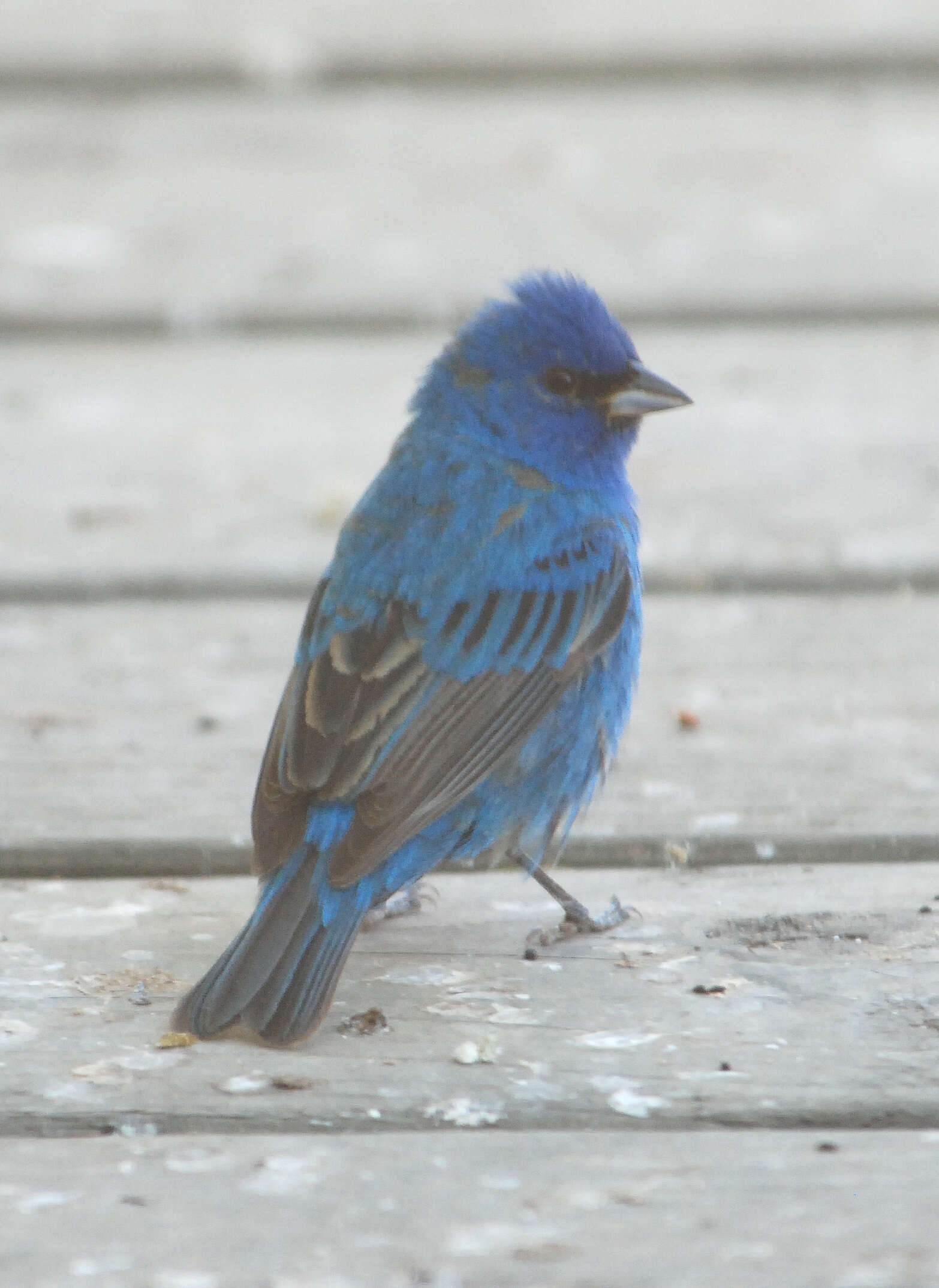 Image of Indigo Bunting