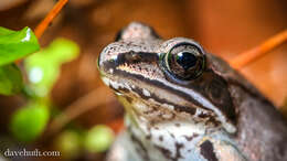 Image of Lithobates Fitzinger 1843