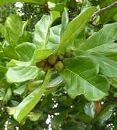 Image of fiddle-leaf fig