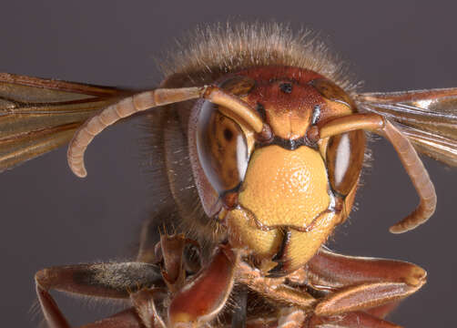 Image de Sphecius Dahlbom 1843