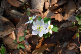 Image de Thalictrum thalictroides (L.) A. J. Eames & B. Boiv.