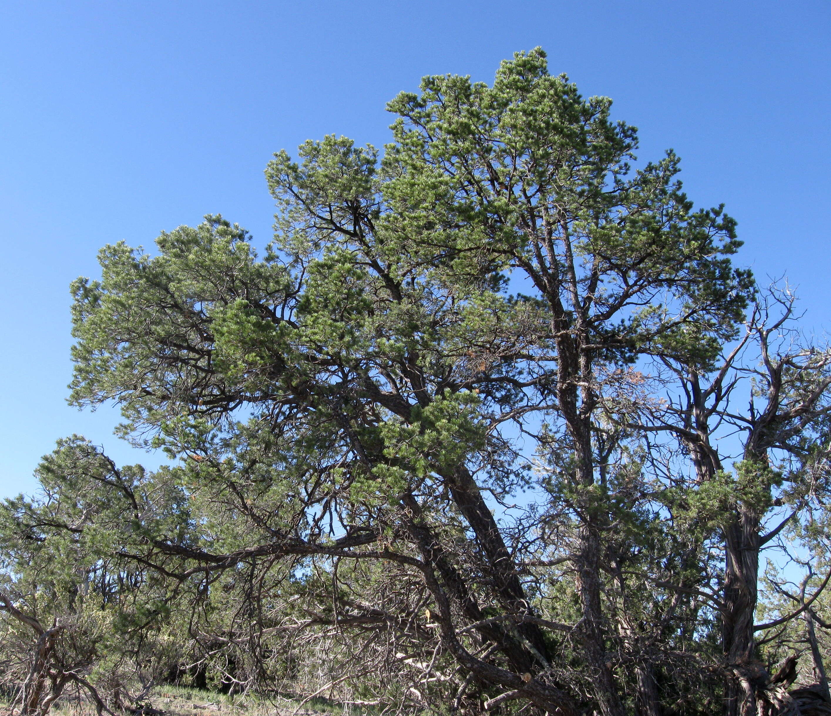 Image of Pine