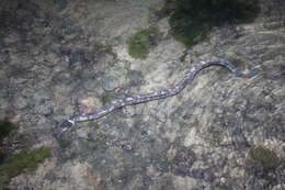 Image of Evermann&#39;s snake eel