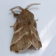 Image of Forest Tent Caterpillar Moth