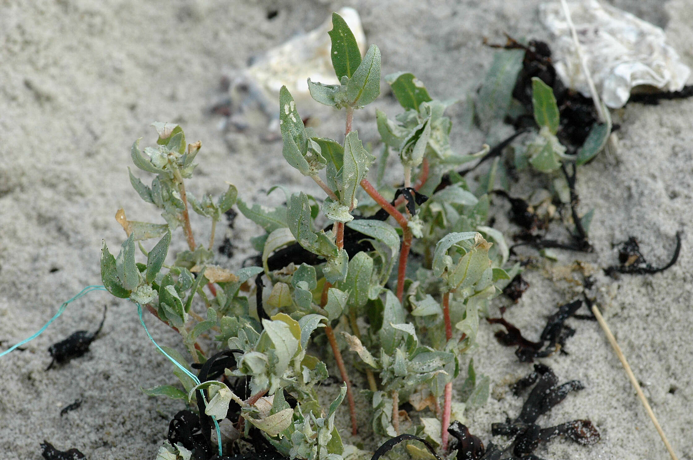 Image de Atriplex laciniata L.