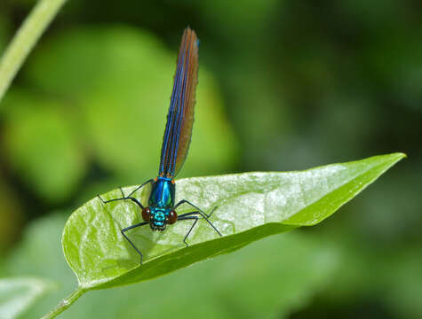 Image of Beautiful Demoiselle