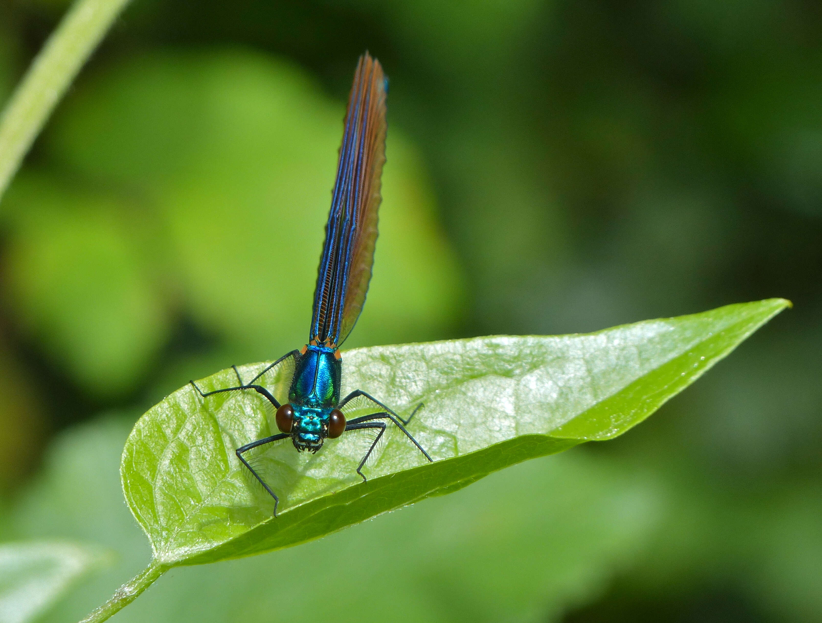 Image of Jewelwings