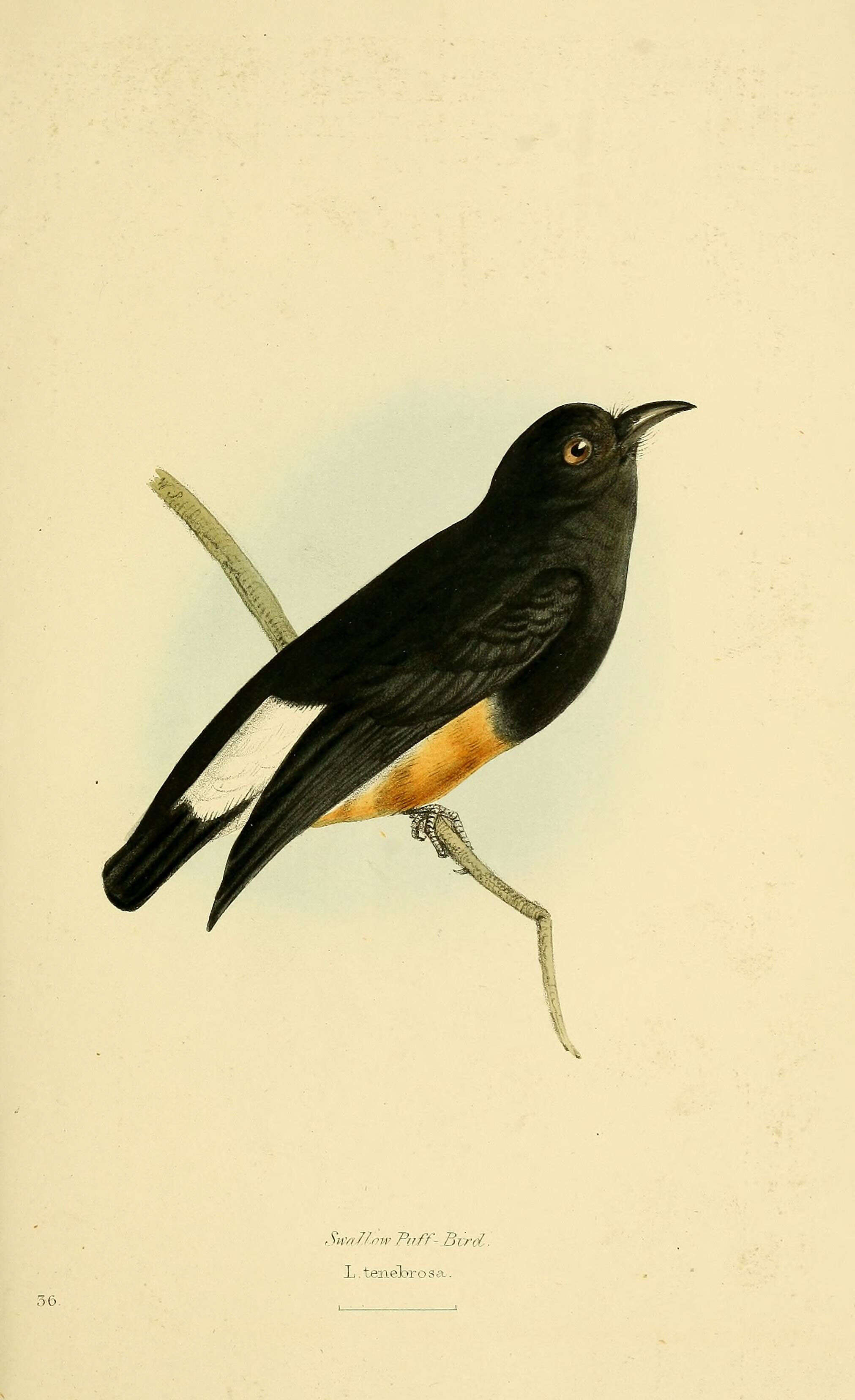 Image of Chelidoptera Gould 1837