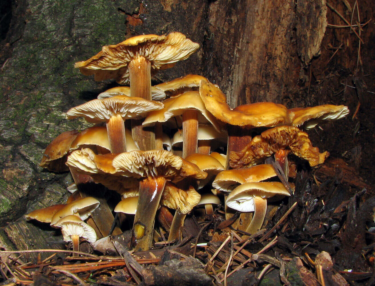 Plancia ëd Flammulina velutipes (Curtis) Singer 1951