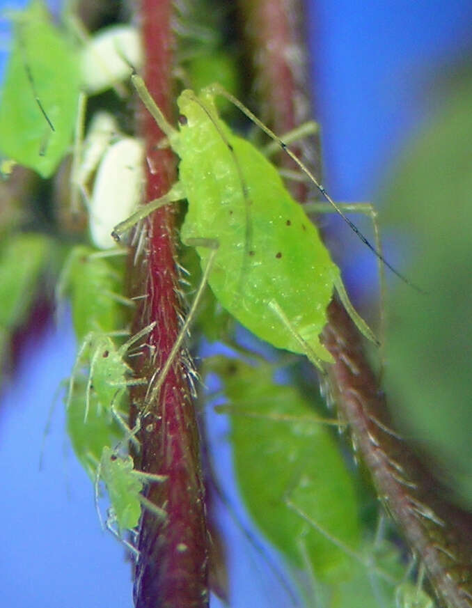 Image of Wahlgreniella