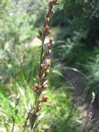 Image of Machaerina rubiginosa (Biehler) T. Koyama