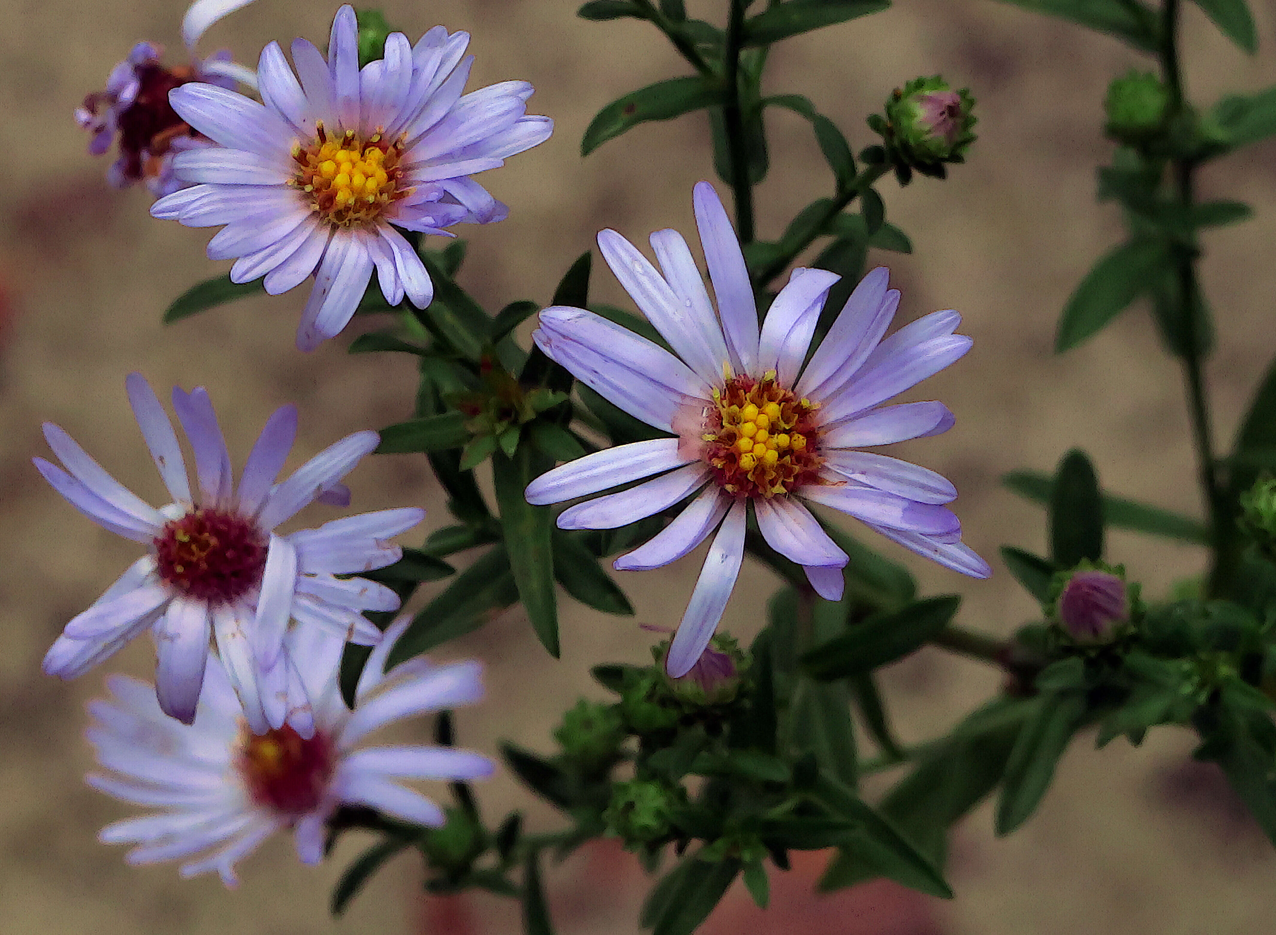 Image of Suisun Marsh aster