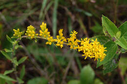 Image de Solidago