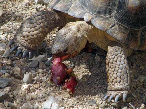 Image of Gopher Tortoises